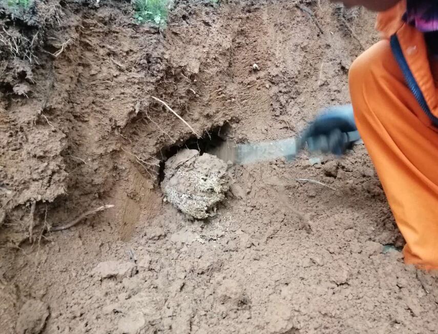 白蟻體型大（dà）小和進化