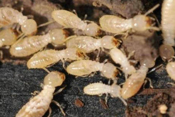 白蟻怎麽消滅才（cái）幹淨？