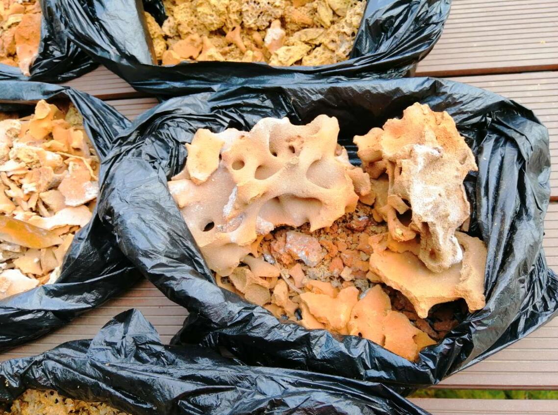 白（bái）蟻的外部形態